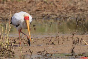 Yellow-billed stork 8208